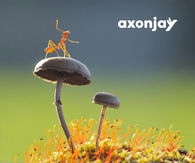 AxonJay & Biomimicry
