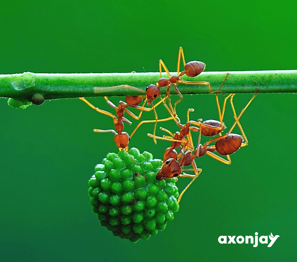 Newsletter | Special Summer Green AI edition